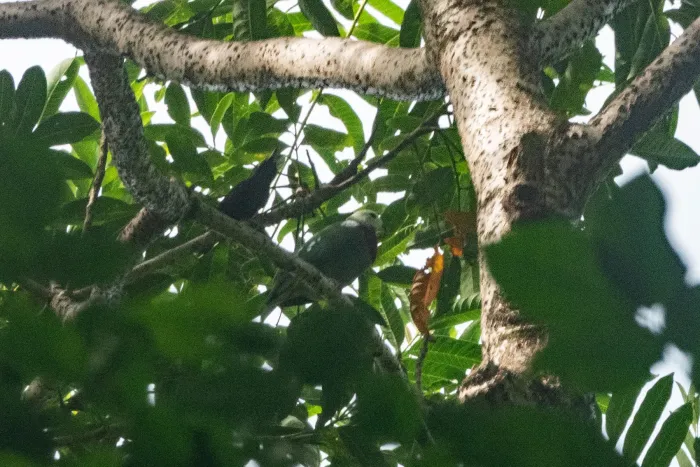 File:Ptilinopus eugeniae - Euan Moore - 609428450.jpeg