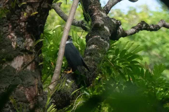 File:Tachyspiza albogularis - Euan Moore - 609428476.jpeg