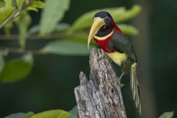 File:Pteroglossus bitorquatus 228987647.jpg