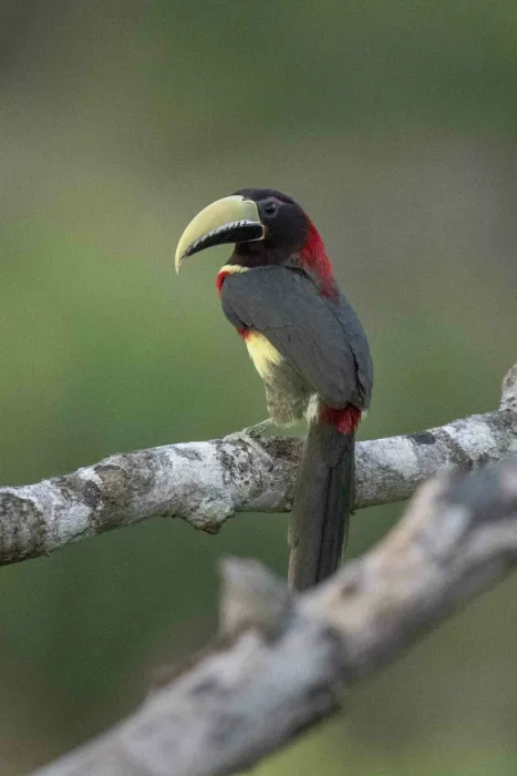 File:Pteroglossus bitorquatus 228987667.jpg