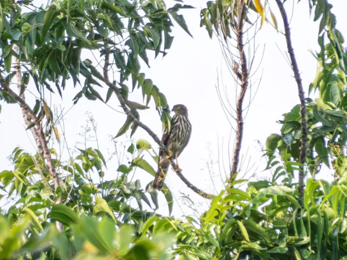 File:Lophospiza griseiceps - Jason Alexander - 544700466.jpeg