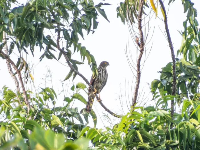 File:Lophospiza griseiceps - Jason Alexander - 544700486.jpeg