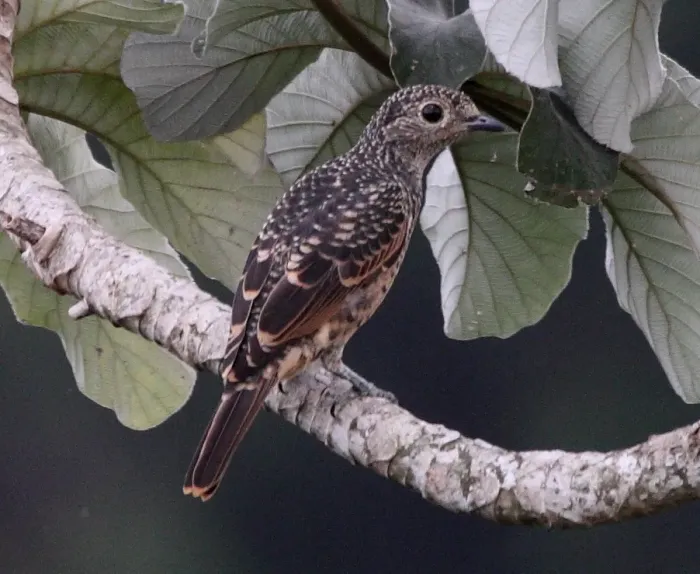 File:Cotinga nattererii -Panama-8a crop.jpg