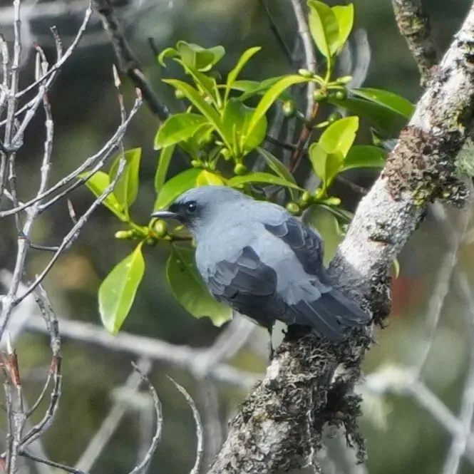 File:Edolisoma montanum 571221096.jpg