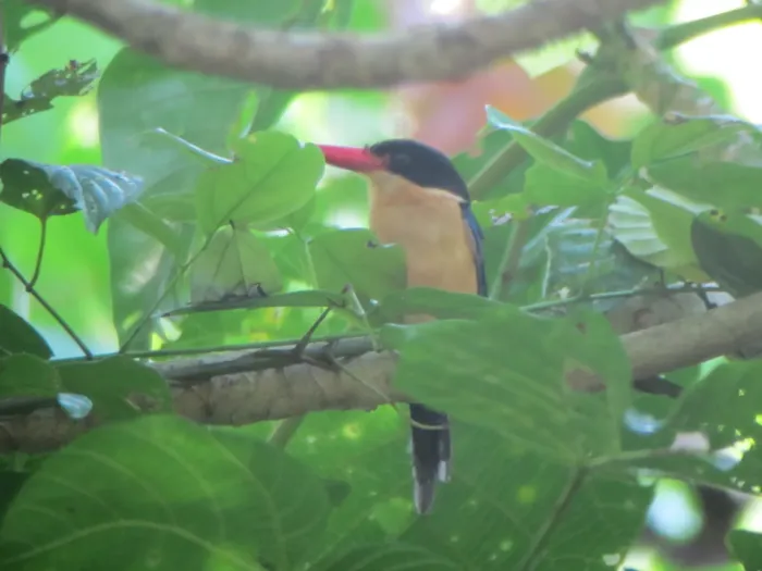 File:Tanysiptera nigriceps - alcedo77 - 93133376.jpeg