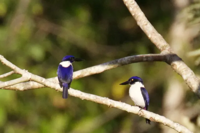 File:Todiramphus leucopygius - Rand Rudland - 60766070.jpeg