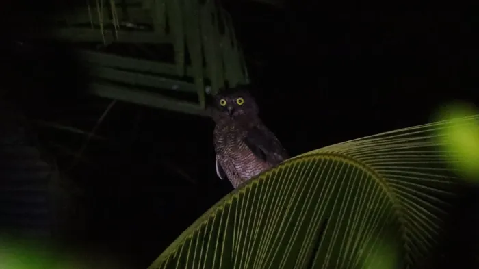 File:Ninox hypogramma - Adam Ardian Rahman - 559222925.jpeg