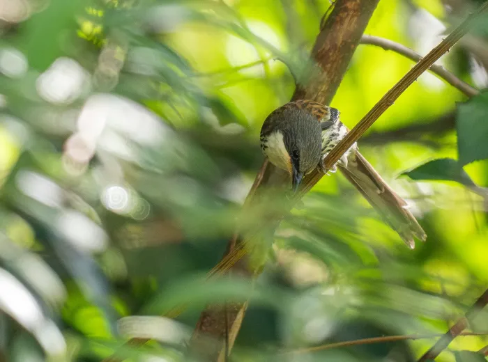 File:Laniellus langbianis - Forest Botial-Jarvis - 385766612.jpeg