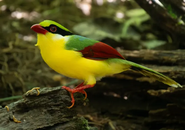 File:Cissa hypoleuca - Forest Botial-Jarvis - 385766039.jpeg