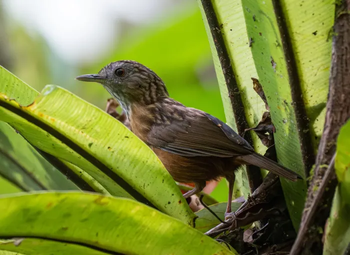 File:Gypsophila brevicaudata - Forest Botial-Jarvis - 385764911.jpeg