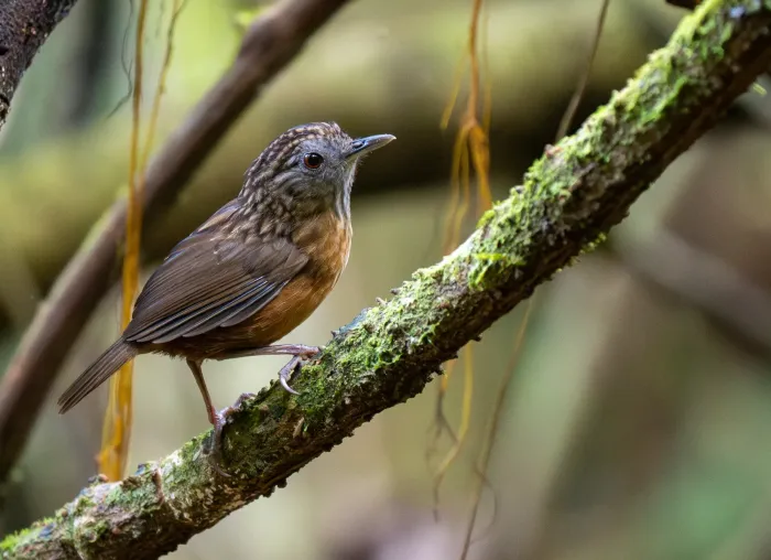 File:Gypsophila brevicaudata - Forest Botial-Jarvis - 385764948.jpeg