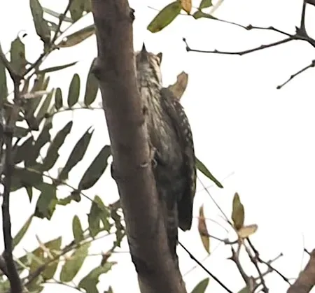 File:Dendropicos stierlingi - desertnaturalist - 444292390.jpeg