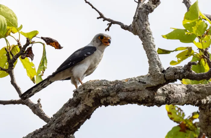 File:Neohierax insignis - Forest Botial-Jarvis - 283753895.jpeg