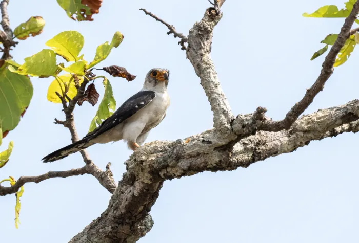 File:Neohierax insignis - Forest Botial-Jarvis - 283753926.jpeg