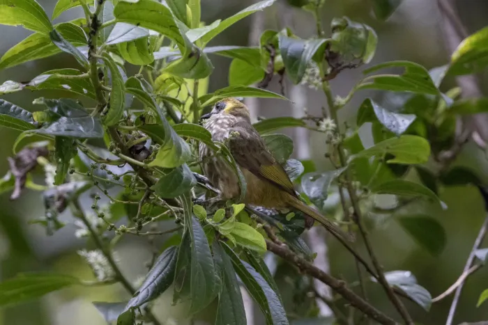 File:Pycnonotus tympanistrigus 616152203.jpg