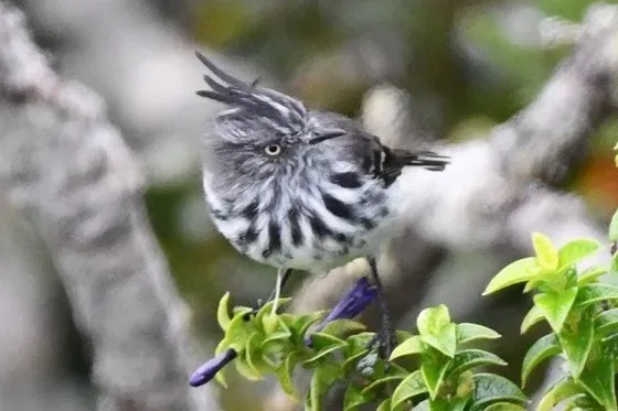File:Juan Fernández Tit-Tyrant (Anairetes fernandezianus) (cropped).jpg