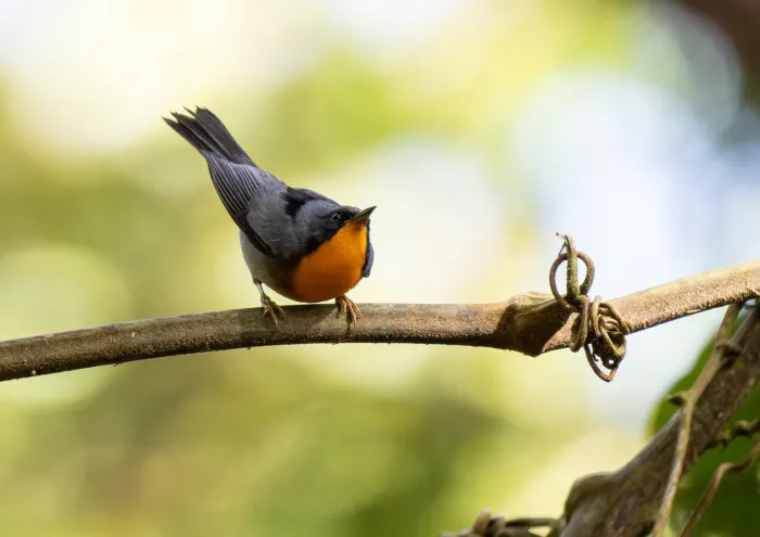 File:Oreothlypis gutturalis - Forest Botial-Jarvis - 366690688.jpeg