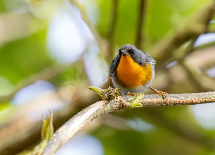 File:Oreothlypis gutturalis - Forest Botial-Jarvis - 366690712.jpeg