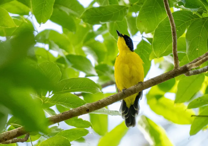 File:Pachycephala graeffii graeffii - Forest Botial-Jarvis - 341735620.jpeg
