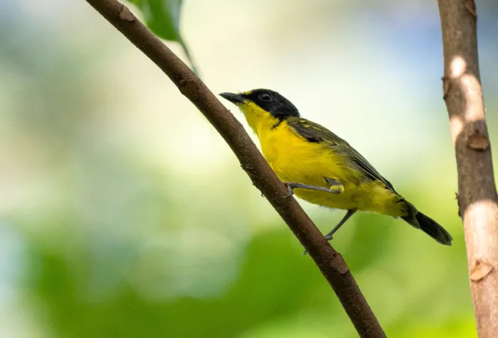 File:Pachycephala graeffii graeffii - Forest Botial-Jarvis - 341735632.jpeg