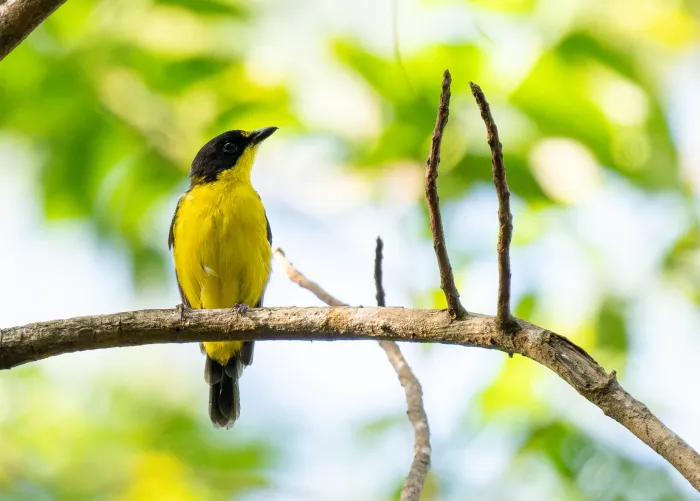 File:Pachycephala graeffii graeffii - Forest Botial-Jarvis - 341735670.jpeg