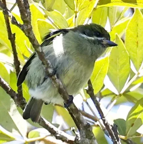 File:Pogoniulus leucomystax 475914833, crop.jpg