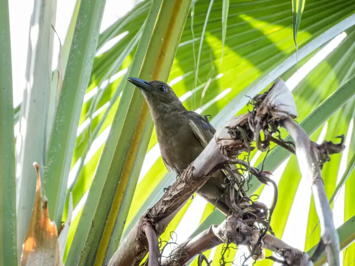 File:Dusky-brown oriole (Oriolus phaeochromus) 01.jpg