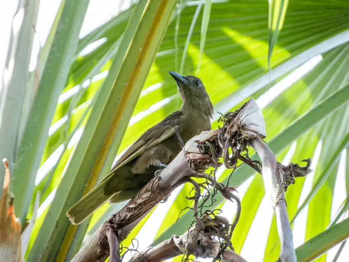 File:Dusky-brown oriole (Oriolus phaeochromus) 02.jpg
