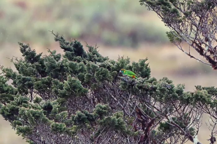 File:Psittacella picta lorentzi - Nigel Voaden - 3068969.jpeg