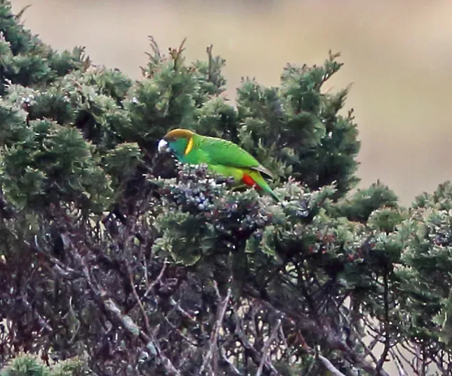 File:Psittacella picta lorentzi - Nigel Voaden - 3068969 (cropped).jpeg