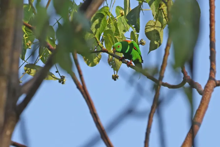 File:Loriculus sclateri - James Eaton - 435261684.jpeg