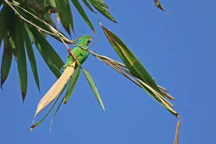 File:Loriculus sclateri - James Eaton - 435253952.jpeg