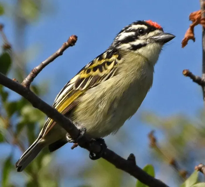 File:Pogoniulus uropygialis - Brian Henderson - 67264822, crop.jpg