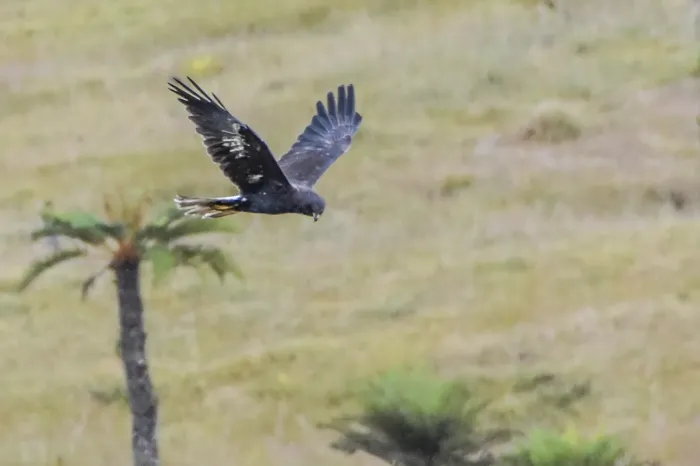 File:Circus spilothorax - Jay Pruett - 335596126.jpeg