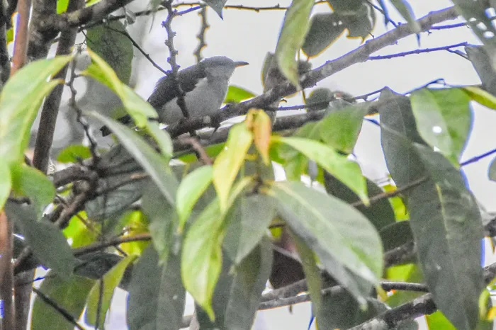 File:Melanocharis piperata - Jay Pruett - 335803398.jpeg