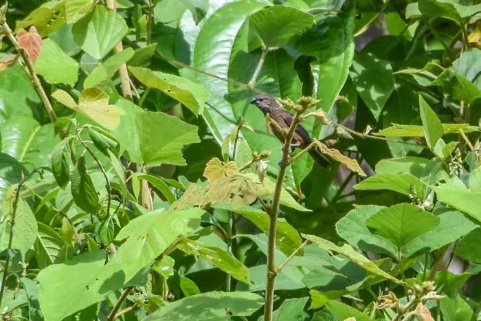 File:Mayrimunia leucosticta - Jay Pruett - 337510082.jpeg