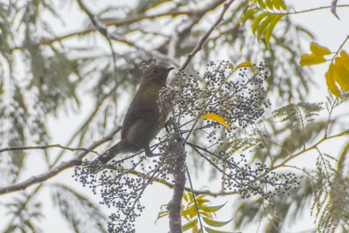 File:Melanocharis longicauda - Jay Pruett - 336015206.jpeg