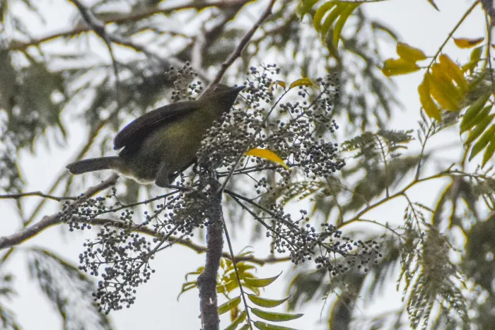 File:Melanocharis longicauda - Jay Pruett - 336015428.jpeg