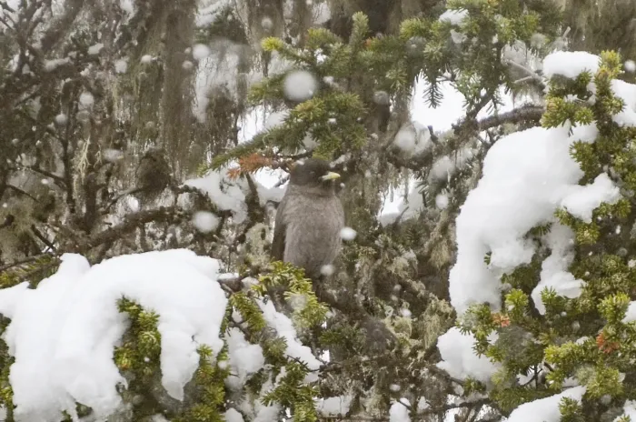 File:Perisoreus internigrans - Jay Pruett - 347446289.jpeg