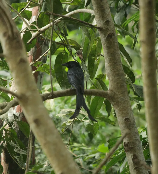 File:Dicrurus waldenii - Mikael Bauer - 62086460.jpeg