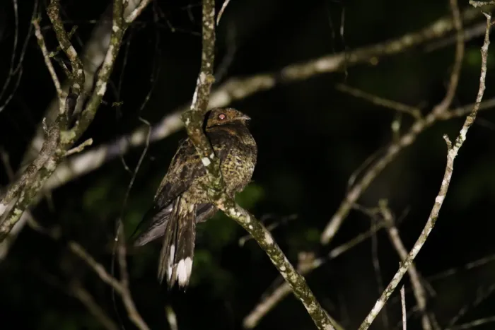 File:Caprimulgus batesi - bureaubenjamin - 244627607.jpeg