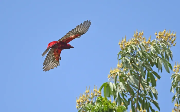 File:Haematoderus militaris - Christoph Moning - 443587090.jpeg