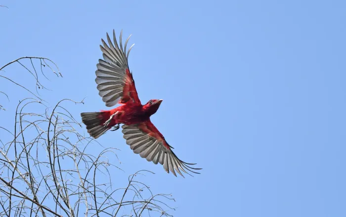 File:Haematoderus militaris - Christoph Moning - 443587419.jpeg