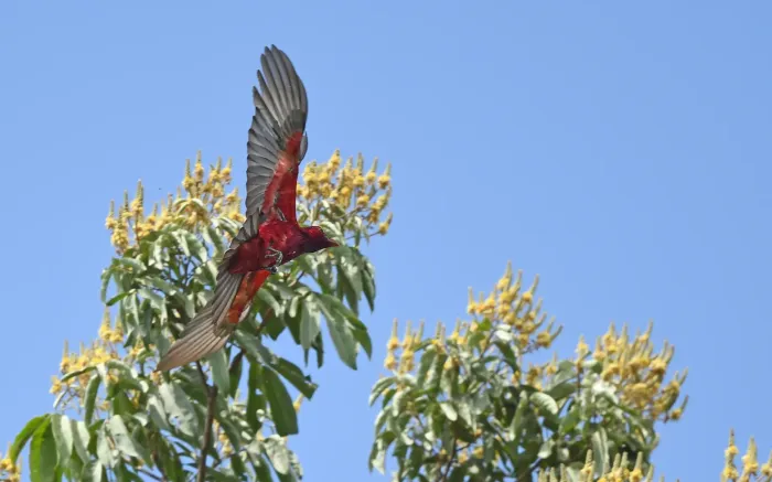 File:Haematoderus militaris - Christoph Moning - 443587026.jpeg