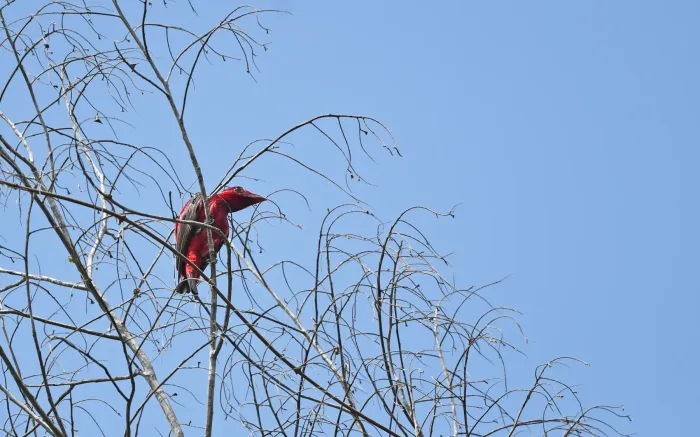File:Haematoderus militaris - Christoph Moning - 443587097.jpeg
