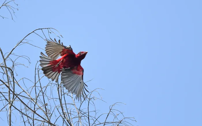 File:Haematoderus militaris - Christoph Moning - 443587335.jpeg