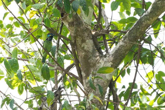 File:Psilopogon eximius - khalebyordan - 623810849.jpeg