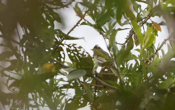 File:Elaenia brachyptera - Christoph Moning - 104817970.jpeg