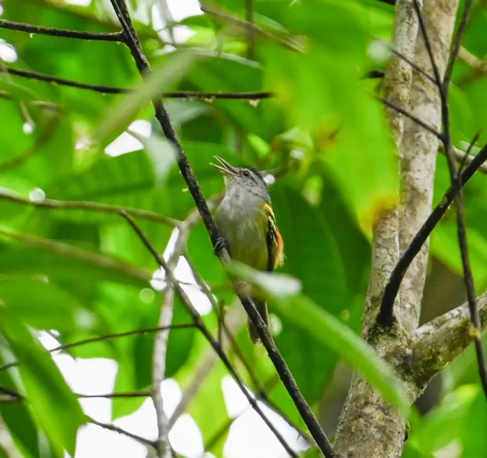 File:Euchrepomis callinota - Amber M. King - 527296483.jpeg