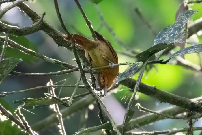 File:Thamnistes rufescens - Thibaud Aronson - 96728955.jpeg